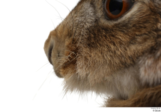 Hare  1 mouth nose 0002.jpg